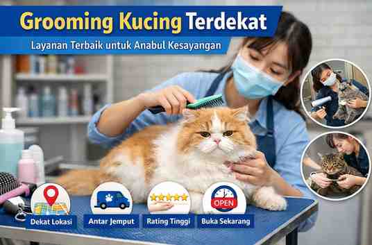 Grooming Kucing Terdekat dalam Jarak 400M, 800M, 1,6KM - 8,1KM